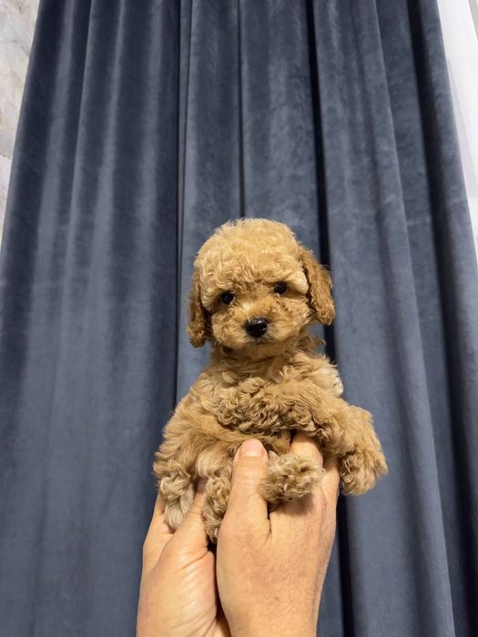 Продаётся  мини пуделья мальчики