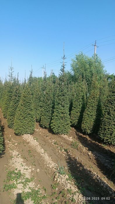 Archa stirichk qilish