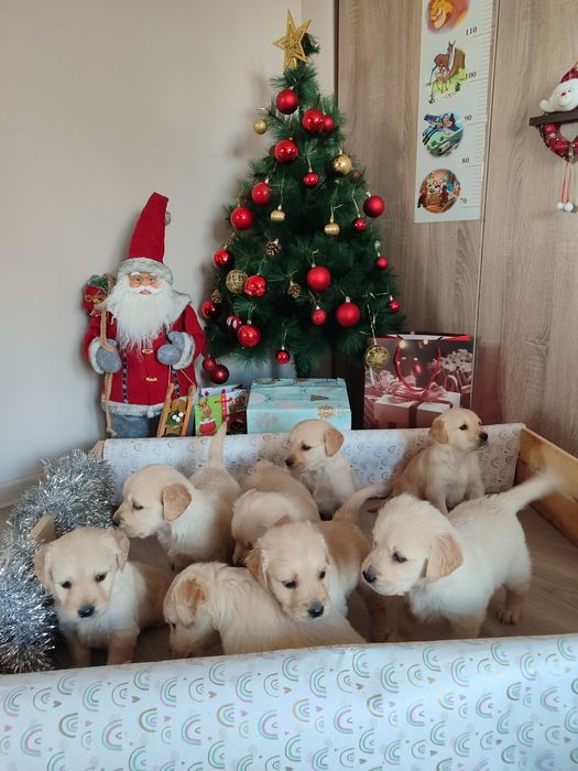 Голдън  ретривър