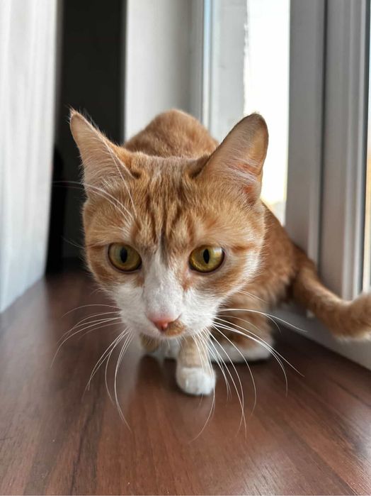 Ласковые кошечки Отдам в добрые руки