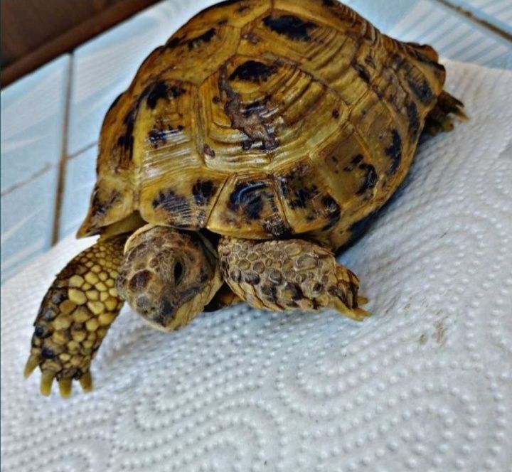 Toshbaqa sotiladi!(Продается черепашки!)