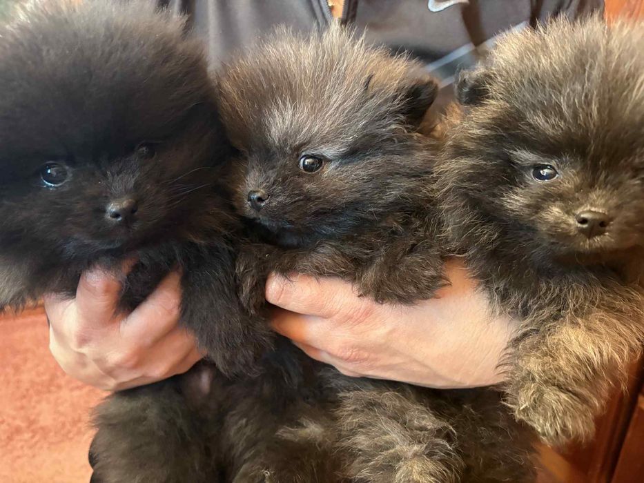 Померани момче и момиче