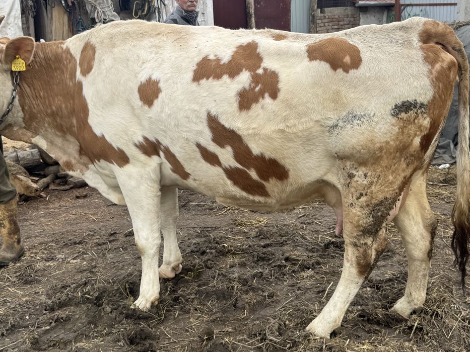 Vând vacă de 5 ani gestantă de 2 luni cu belgian