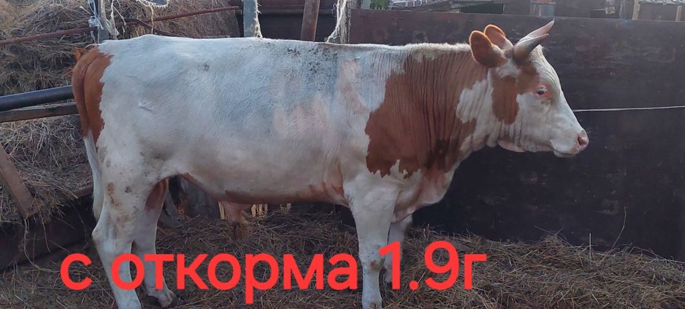 Продаются быки с откорма, со степи.