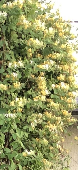 Каприфоль — цветущая лиана для вашего участка. Jasmin o’simlik.