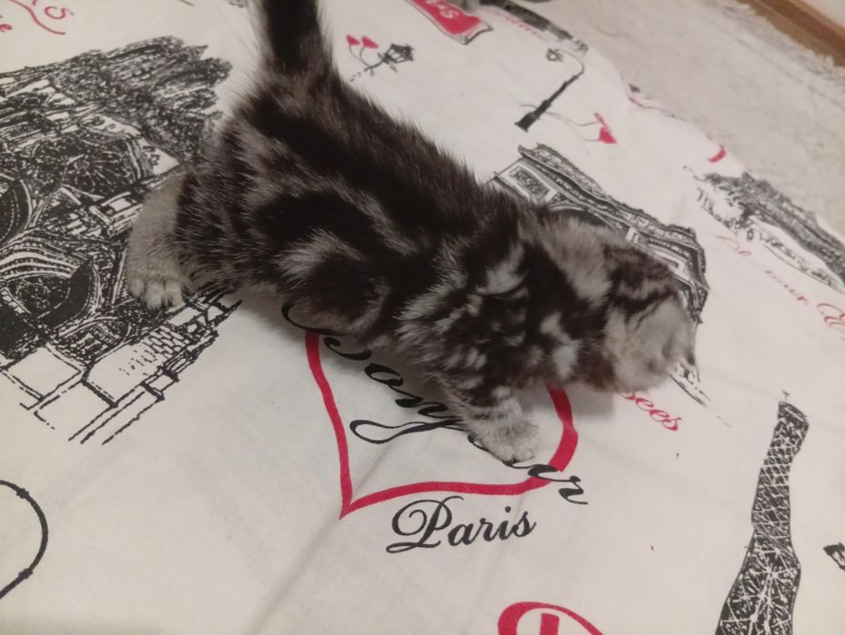 Котята 1.5 айлык