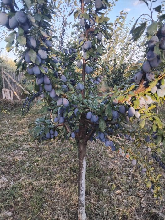 Vând prune Stanley atit pentru gemuri compot sau pentru țuică