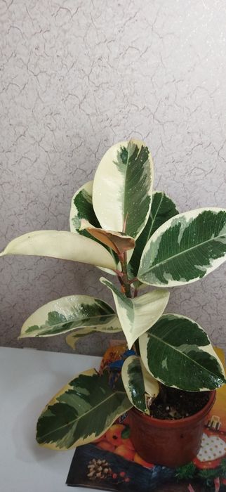 Фикус Лирата Белизе Али  Лирата бамбино