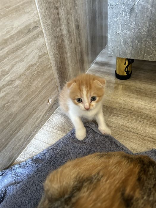 Котенок вислоушка