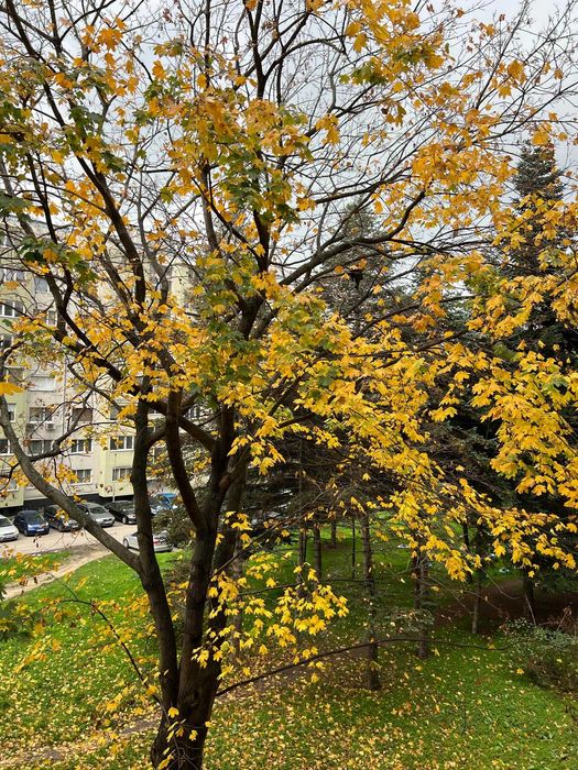 Тристаен апартамент под наем в кв. Левски от собственик