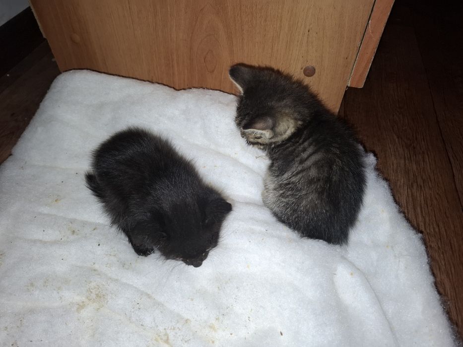 Отдам котят в добрые руки
