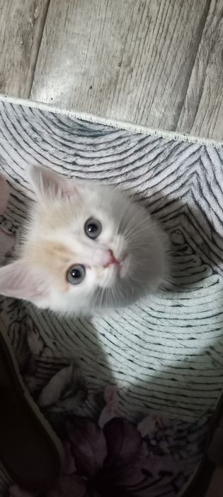 Котёнок девочка в добрые руки