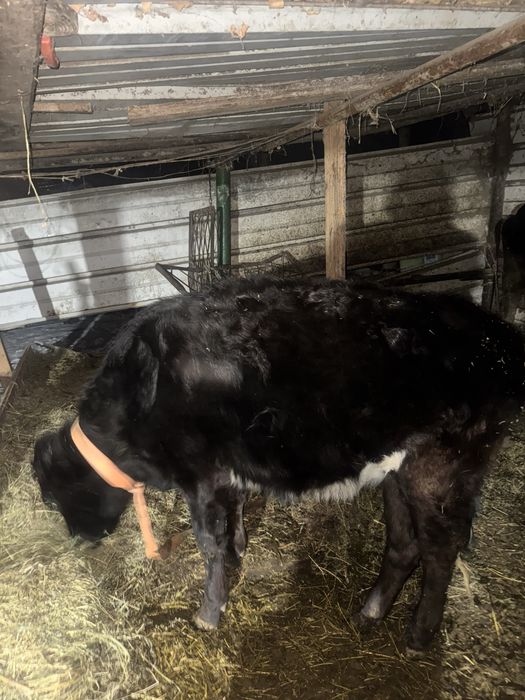 Продам бычка и телку