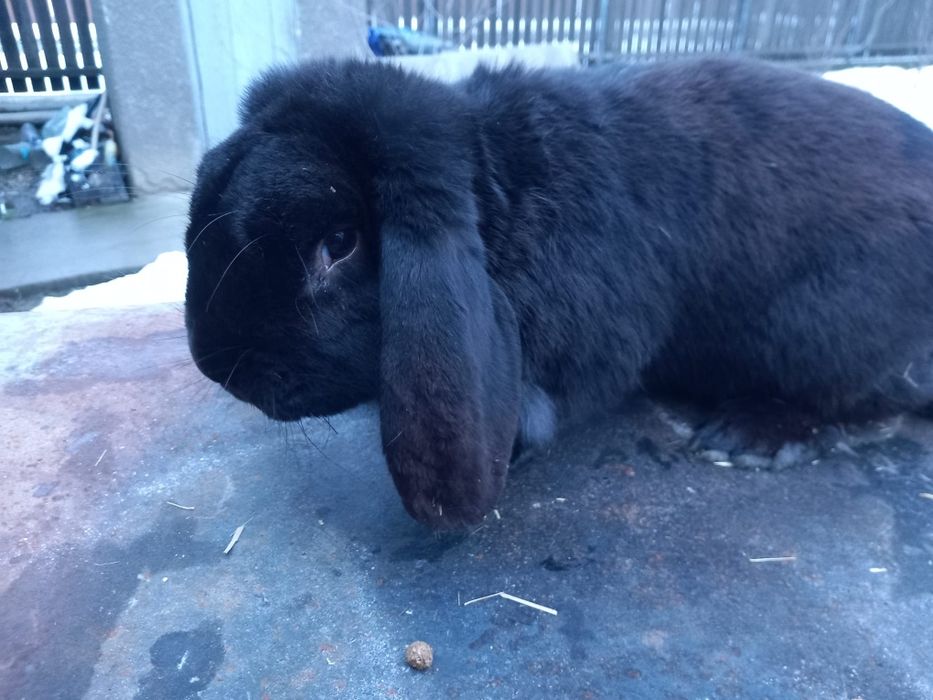 Iepuri berbec german