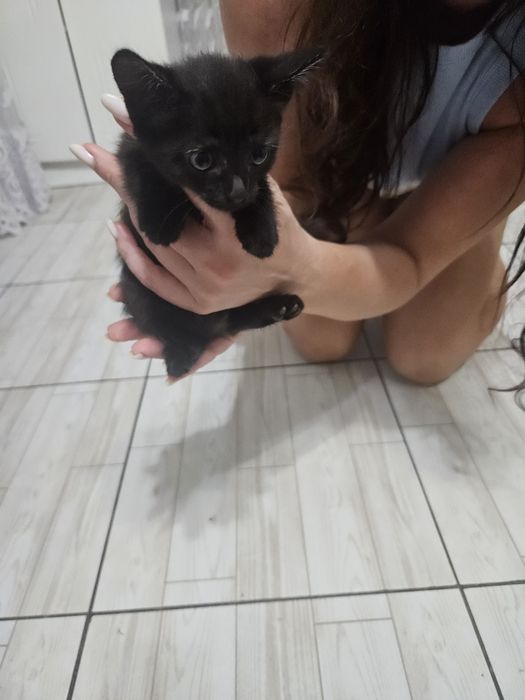 Отдам котят в надежные, добрые руки