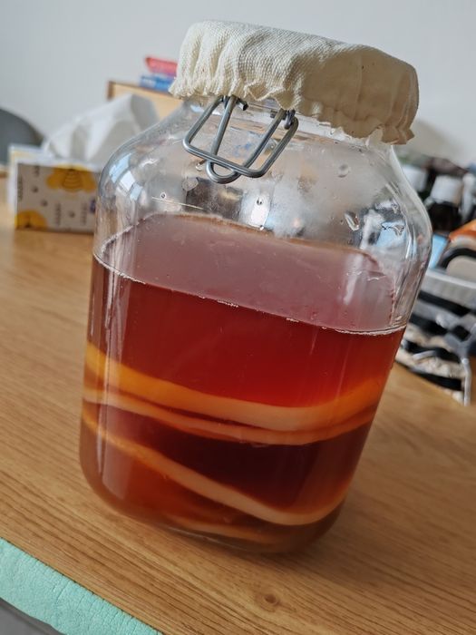 Ciuperca kombucha