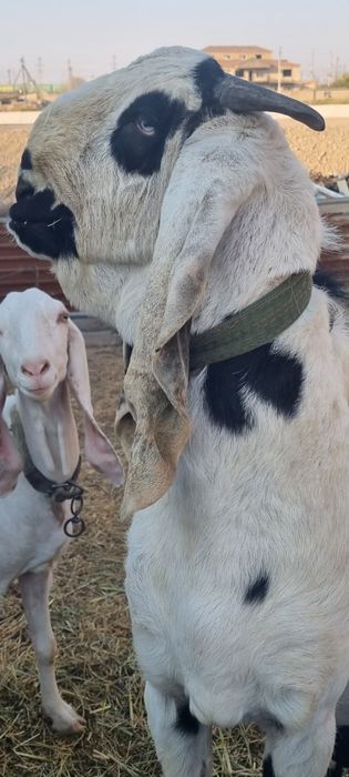 Коза, ешкі егіз лағымен