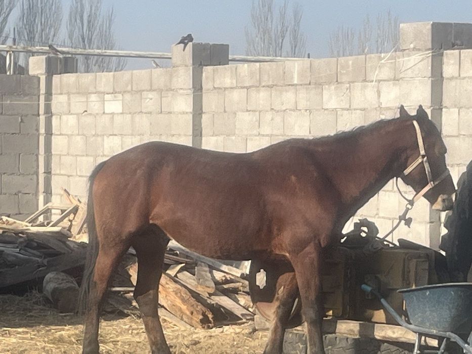 Айгыр шу аяк колы сау