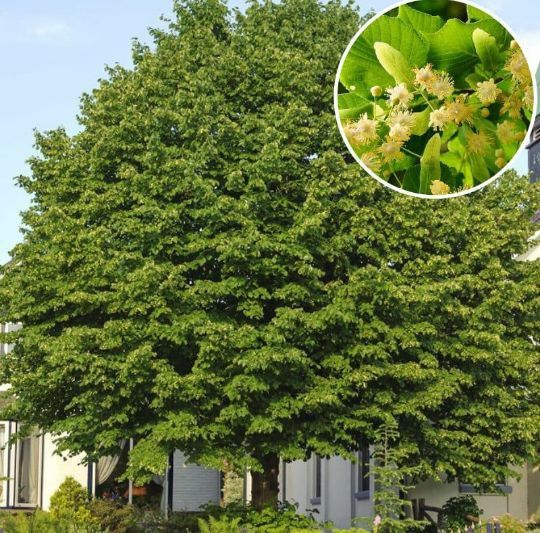 Tei De Floare Argintiu