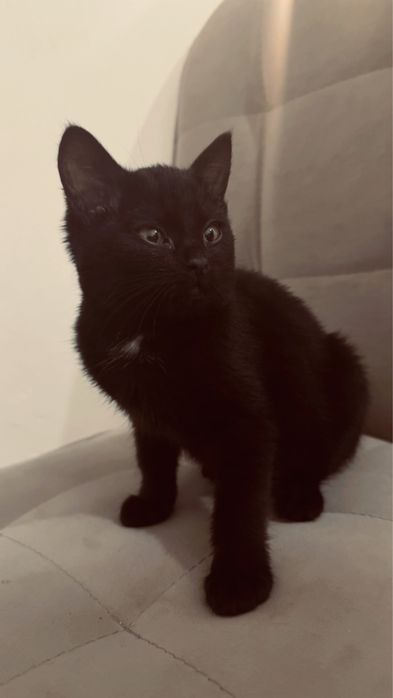 Котенок 3месячный