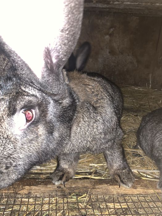 Urias german femele si masculi