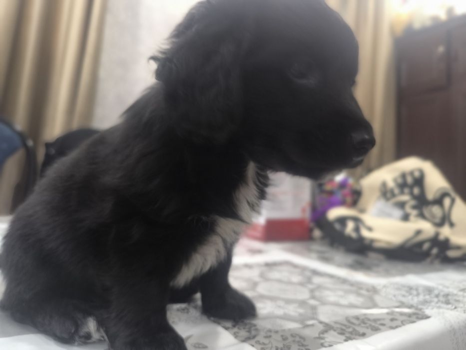 Щенок  в добрые руки