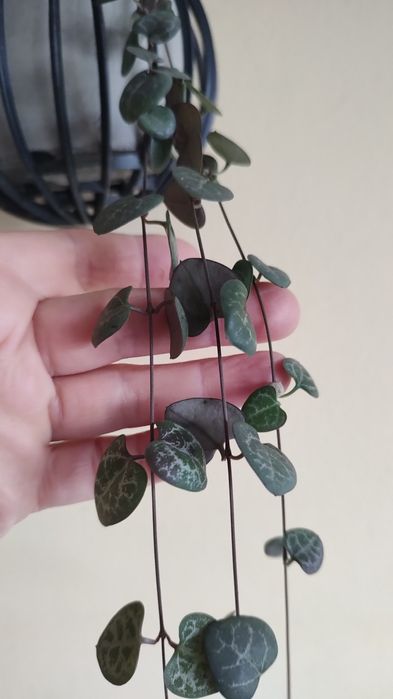 plantă curgătoare,,String of Hearts "( Șirag de inimi)