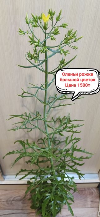 Продам комнатные цветы!