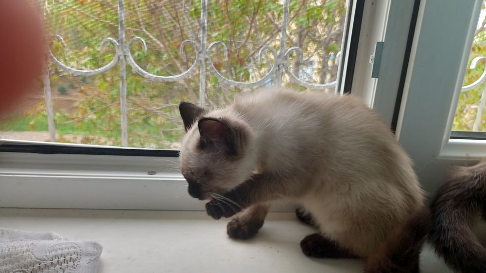 Котята и кошка сиамские порода