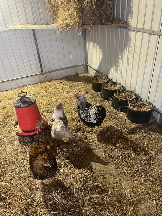 Wyandotte disponibile