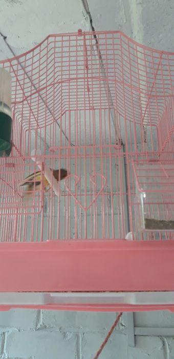 Кенара отлично поёт