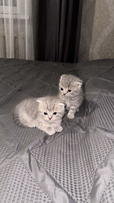 Продам шотландских котят