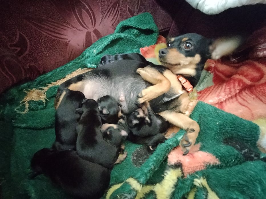 Той терьеры щенки