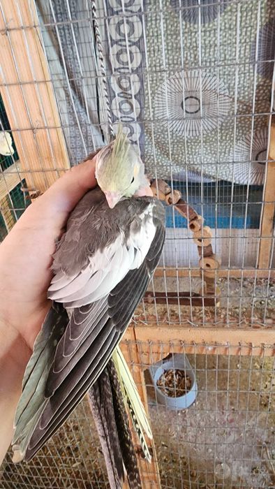 Продается корелла попугай самка