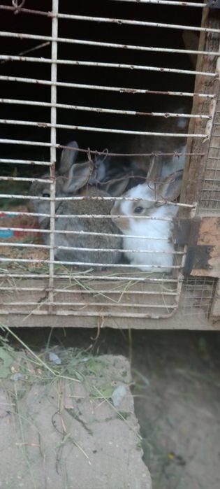 Vând iepuri de casa