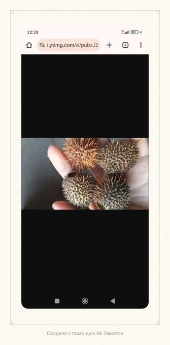 Колючка от гайморита