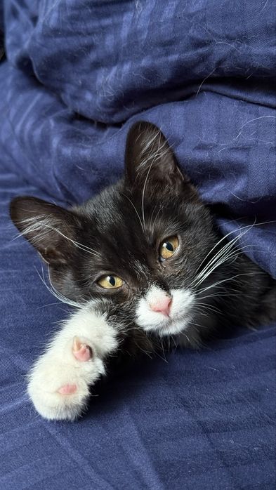 Котенок в добрые руки