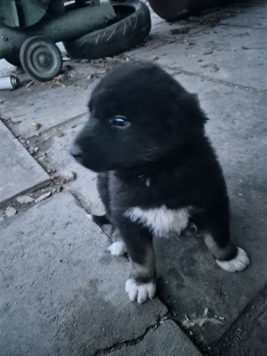 Отдам щенков в хорошие руки