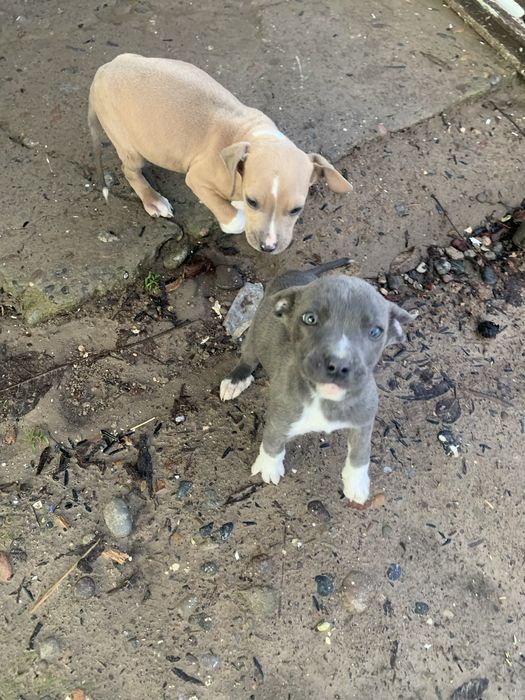 Продаю щинков пидбулей