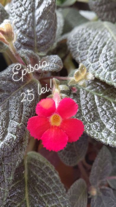 Episcia cu floare roșie