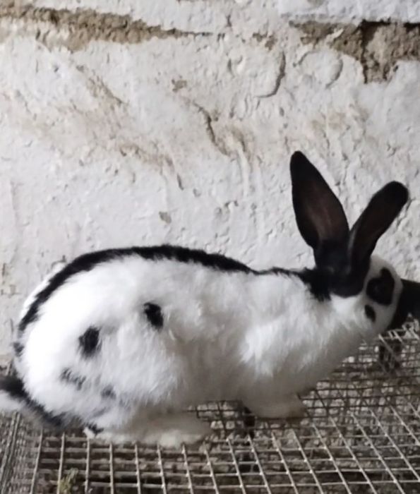 Продаются кролики