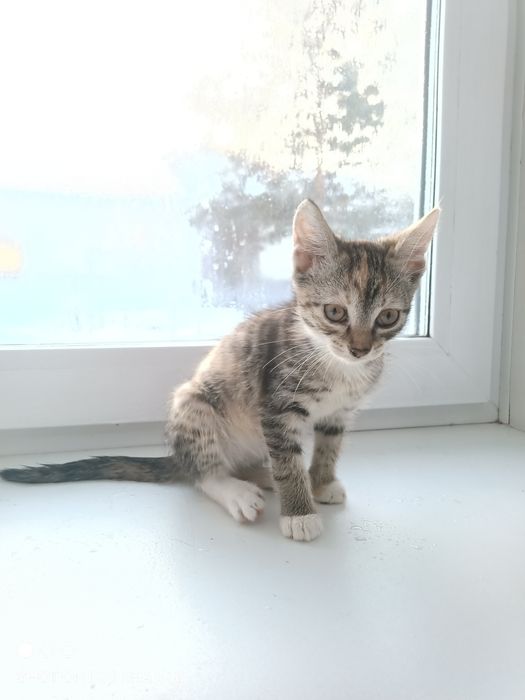 Отдаем котят в хорошие руки