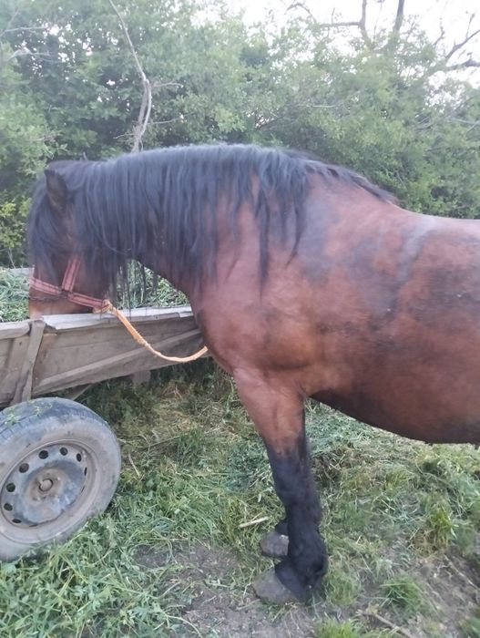 Vând cal de 4 ani blând și mere bine la ham poate umbla ori cine cu el ham
