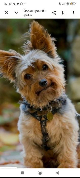 И́оркширский терьер.
