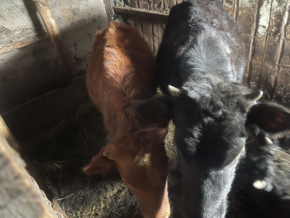 Подсосные телята