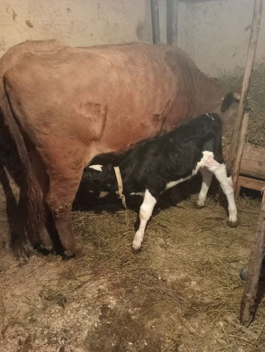 Vaca cu vitel de vanzare!