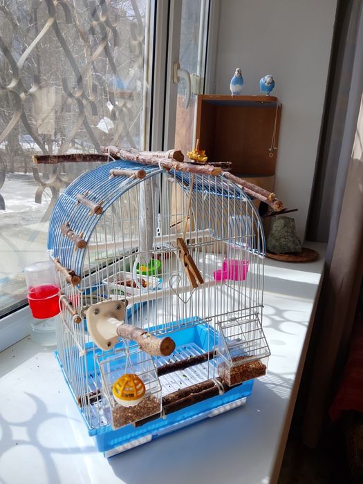 Волнистые попугаи, пара