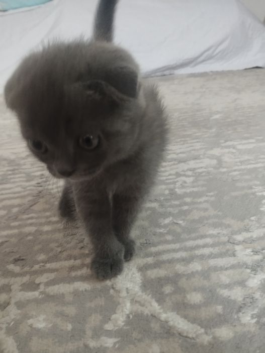 Шотландские котята Scottish fold