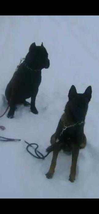 Dog walking Pet sitter Dresaj canin