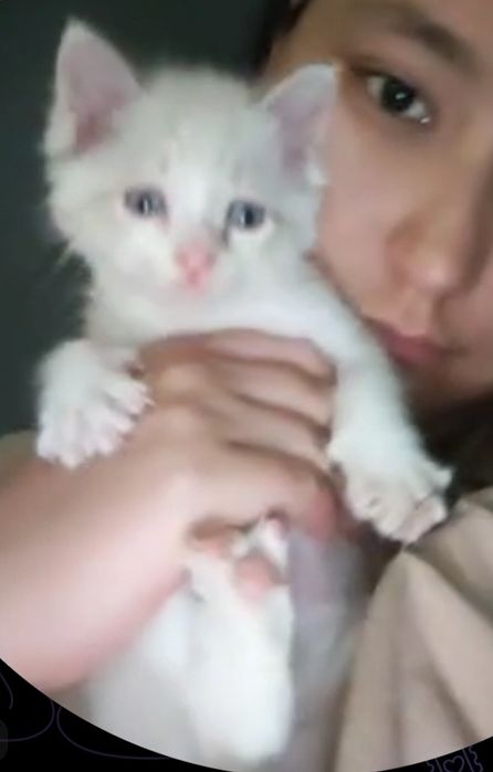 Котенок сиамский ГОЛУБОГЛАЗЫЙ уровновешанный